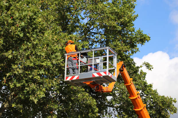 The Steps Involved in Our Tree Care Process in Hagan, GA